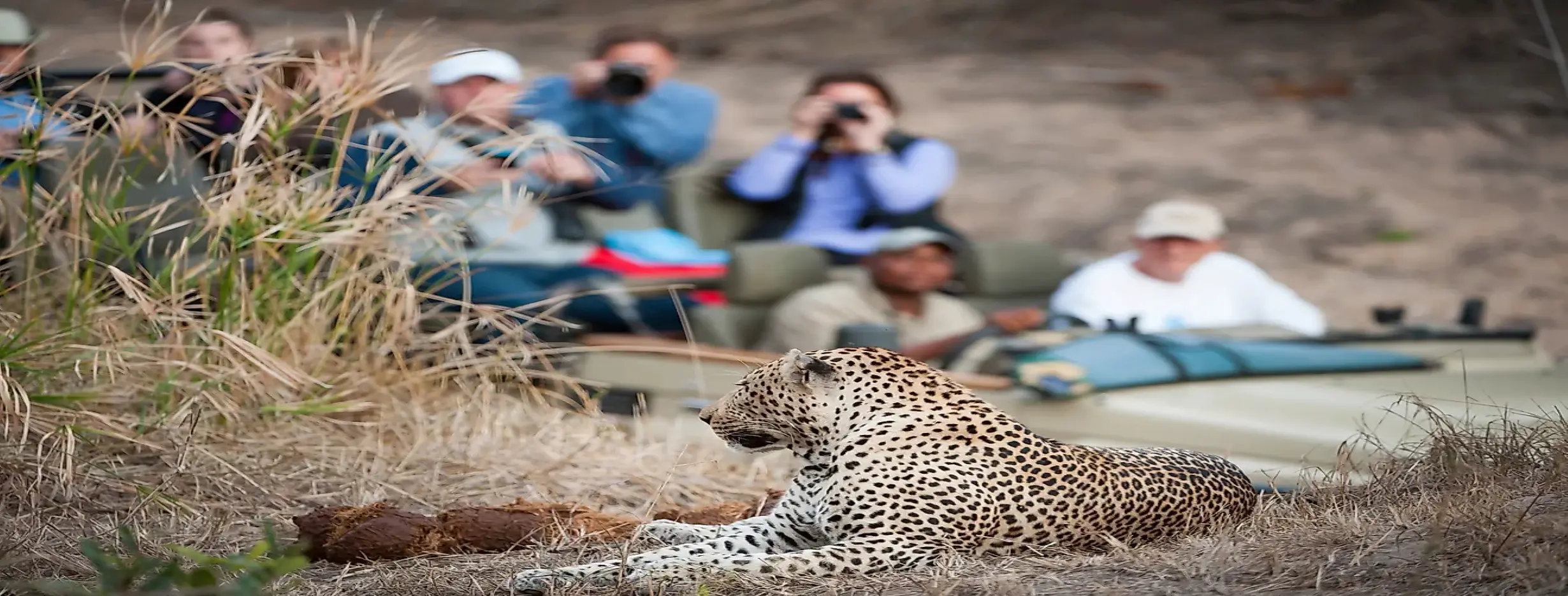Image for Wildlife Safaris